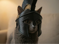 cat  roman helmet