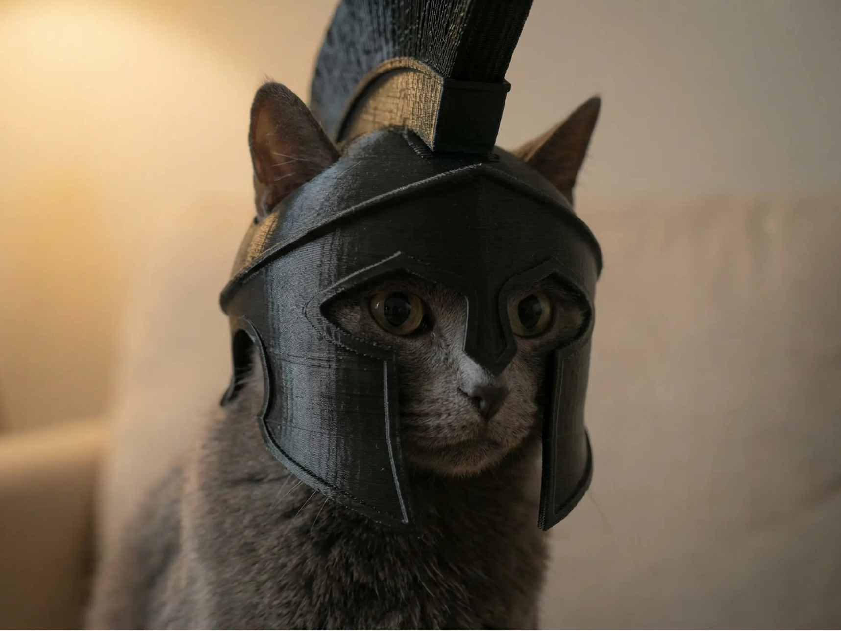 cat  roman helmet